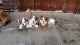 English Bulldog Puppies for sale in Hawally, Kuwait. price: NA