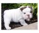 English Bulldog Puppies for sale in Bossier City, LA, USA. price: NA
