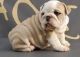 English Bulldog Puppies for sale in Visalia, CA, USA. price: $300
