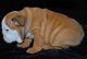 English Bulldog Puppies for sale in Ventura, CA, USA. price: NA