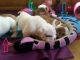 English Bulldog Puppies for sale in Antioch, CA, USA. price: NA