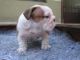English Bulldog Puppies for sale in Adrian, WV 26201, USA. price: NA