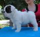 English Bulldog Puppies for sale in Naperville, IL, USA. price: NA