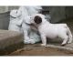 English Bulldog Puppies for sale in Akiak, AK, USA. price: NA