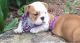 English Bulldog Puppies for sale in Avonport, NS B0P, Canada. price: NA