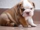 English Bulldog Puppies for sale in Janesville, WI, USA. price: $400