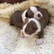English Bulldog Puppies for sale in Carrollton, TX, USA. price: NA