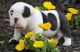 English Bulldog Puppies for sale in Sioux Falls, SD, USA. price: NA