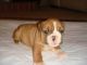 English Bulldog Puppies for sale in Aberdeen Township, NJ, USA. price: NA
