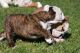 English Bulldog Puppies for sale in Adairville, KY 42202, USA. price: NA
