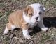 English Bulldog Puppies for sale in Almo, KY, USA. price: NA