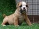 English Bulldog Puppies for sale in Alvaton, KY 42122, USA. price: NA
