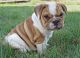 English Bulldog Puppies for sale in Anchorage, KY 40223, USA. price: NA