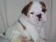 English Bulldog Puppies for sale in Austin, KY 42123, USA. price: NA