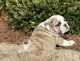 English Bulldog Puppies for sale in Barlow, KY 42024, USA. price: NA