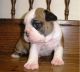 English Bulldog Puppies for sale in Bear Branch, KY 41714, USA. price: NA