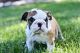 English Bulldog Puppies for sale in Westminster, CO, USA. price: NA