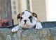 English Bulldog Puppies for sale in Aguilar, CO 81020, USA. price: NA