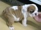 English Bulldog Puppies for sale in Walnut Grove, AL, USA. price: NA