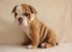 English Bulldog Puppies for sale in Vina, AL 35593, USA. price: NA