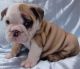 English Bulldog Puppies for sale in Fairfax, Valley, AL 36854, USA. price: NA