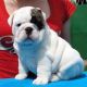 English Bulldog Puppies for sale in Calhoun County, AL, USA. price: NA