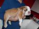 English Bulldog Puppies for sale in Dadeville, AL, USA. price: NA