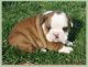English Bulldog Puppies for sale in El Monte, CA, USA. price: NA