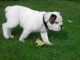 English Bulldog Puppies for sale in Fairfield, CA, USA. price: NA