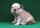 English Bulldog Puppies for sale in Escondido, CA, USA. price: NA
