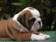 English Bulldog Puppies for sale in Westminster, CO, USA. price: NA