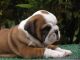 English Bulldog Puppies for sale in Billings, MT, USA. price: $500