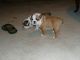 English Bulldog Puppies for sale in Oakland City, IN 47660, USA. price: NA