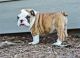 English Bulldog Puppies for sale in Agua Dulce, TX 78330, USA. price: NA