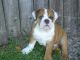 English Bulldog Puppies for sale in Alvarado, TX 76009, USA. price: NA