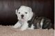 English Bulldog Puppies for sale in Alvin, TX, USA. price: NA