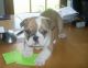 English Bulldog Puppies for sale in Archer City, TX, USA. price: NA