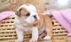 English Bulldog Puppies for sale in Ipswich, MA, USA. price: NA