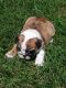 English Bulldog Puppies for sale in Lakewood, CO, USA. price: NA