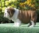 English Bulldog Puppies for sale in Ventura, CA, USA. price: NA