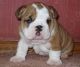 English Bulldog Puppies for sale in Central Village, Plainfield, CT 06354, USA. price: NA