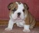 English Bulldog Puppies for sale in Ballouville, Killingly, CT 06241, USA. price: $200