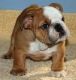 English Bulldog Puppies for sale in Barkhamsted, CT, USA. price: NA