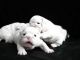 English Bulldog Puppies for sale in Alton, Caledon, ON L0N, Canada. price: NA