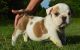 English Bulldog Puppies for sale in Rochester, NY, USA. price: $450