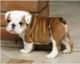 English Bulldog Puppies for sale in Wichita, KS, USA. price: $300