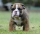 English Bulldog Puppies for sale in Acadia Valley, AB T0J, Canada. price: NA