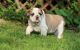 English Bulldog Puppies for sale in Aldergrove, Langley, BC V4W, Canada. price: NA