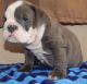 English Bulldog Puppies for sale in Austin, MB R0H, Canada. price: NA