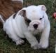 English Bulldog Puppies for sale in Elsipogtog First Nation, NB E4W, Canada. price: $500